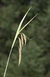 Great smokey mountain sedge